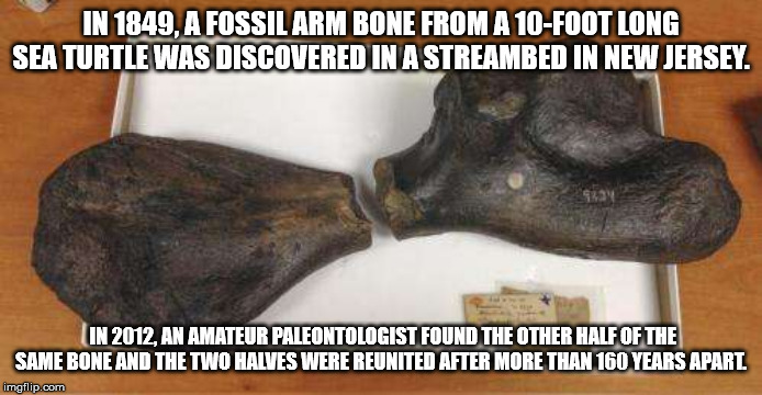 philosoraptor - In 1849. A Fossil Arm Bone From A 10Foot Long Sea Turtle Was Discovered In Astreambed In New Jersey In 2012 An Amateur Paleontologist Found The Other Half Of The Same Bone And The Two Halves Were Reunited After More Than 160 Years Apart im