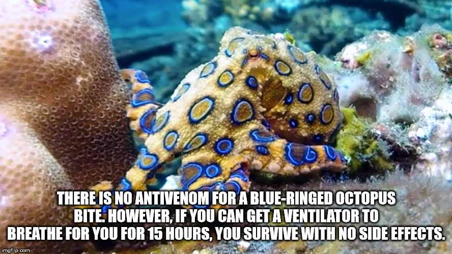 blue ringed octopus - 90 There Is No Antivenom For A BlueRinged Octopus Bite. However, If You Can Get A Ventilator To Breathe For You For 15 Hours, You Survive With No Side Effects. imgflip.com