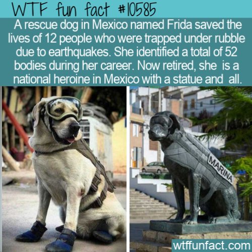 frida mexico dog - Wtf fun fact A rescue dog in Mexico named Frida saved the lives of 12 people who were trapped under rubble due to earthquakes. She identified a total of 52 bodies during her career. Now retired, she is a national heroine in Mexico with 