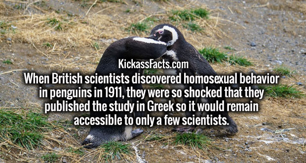 animals kissing - KickassFacts.com When British scientists discovered homosexual behavior in penguins in 1911, they were so shocked that they published the study in Greek so it would remain accessible to only a few scientists.