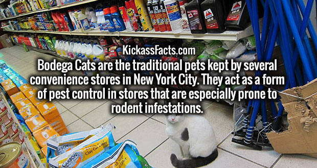 supermarket - KickassFacts.com Bodega Cats are the traditional pets kept by several convenience stores in New York City. They act as a form of pest control in stores that are especially prone to rodent infestations. C Carbon