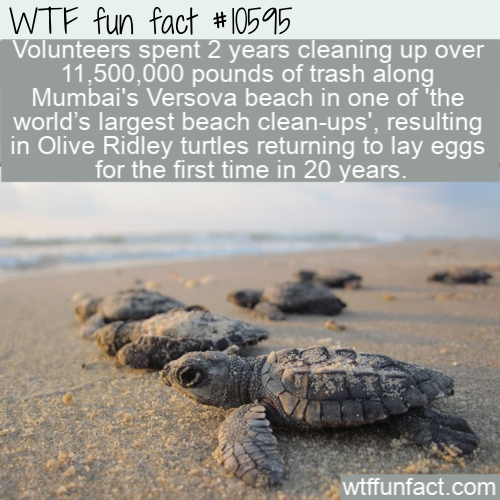 baby sea turtles - Wtf fun fact Volunteers spent 2 years cleaning up over 11,500,000 pounds of trash along Mumbai's Versova beach in one of the world's largest beach cleanups', resulting in Olive Ridley turtles returning to lay eggs for the first time in 