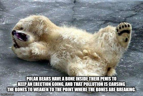 coffee memes - Polar Bears Have A Bone Inside Their Penis To Keep An Erection Going, And That Pollution Is Causing The Bones To Weaken To The Point Where The Bones Are Breaking. imgflip.com