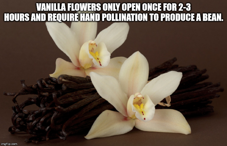 vanilla flowers - Vanilla Flowers Only Open Once For 23 Hours And Require Hand Pollination To Produce A Bean. imgflip.com