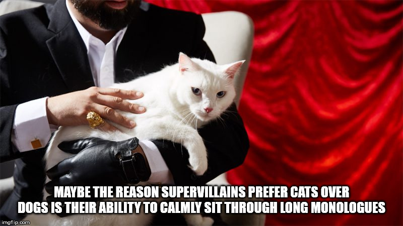photo caption - Maybe The Reason Supervillains Prefer Cats Over Dogs Is Their Ability To Calmly Sit Through Long Monologues imgflip.com