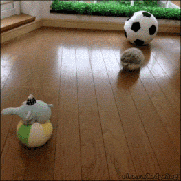 Moving Image Mayhem; Animal Edition