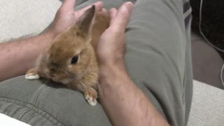 Moving Image Mayhem; Animal Edition