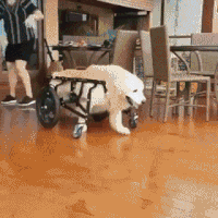 Moving Image Mayhem; Animal Edition