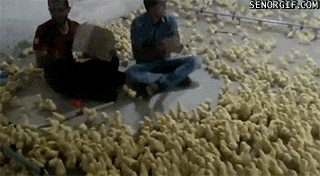 Moving Image Mayhem; Animal Edition