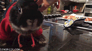 Moving Image Mayhem; Animal Edition