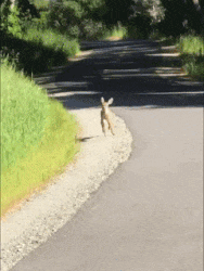 Moving Image Mayhem; Animal Edition