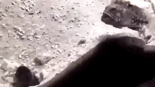 Moving Image Mayhem; Animal Edition