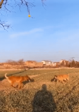 Moving Image Mayhem; Animal Edition