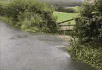 Moving Image Mayhem; Animal Edition