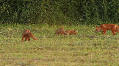 Moving Image Mayhem; Animal Edition