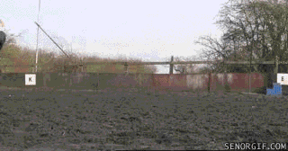 Moving Image Mayhem; Animal Edition