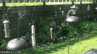 Moving Image Mayhem; Animal Edition