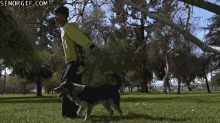 Moving Image Mayhem; Animal Edition