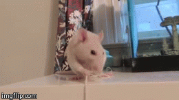 Moving Image Mayhem; Animal Edition