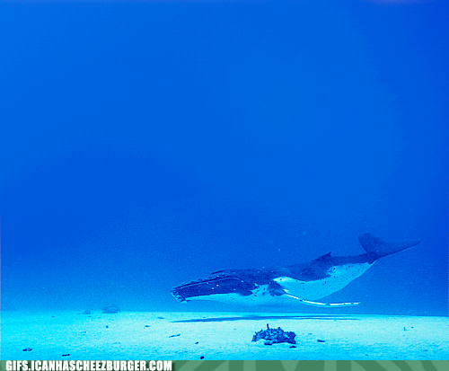 Moving Image Mayhem; Animal Edition