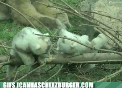 Moving Image Mayhem; Animal Edition