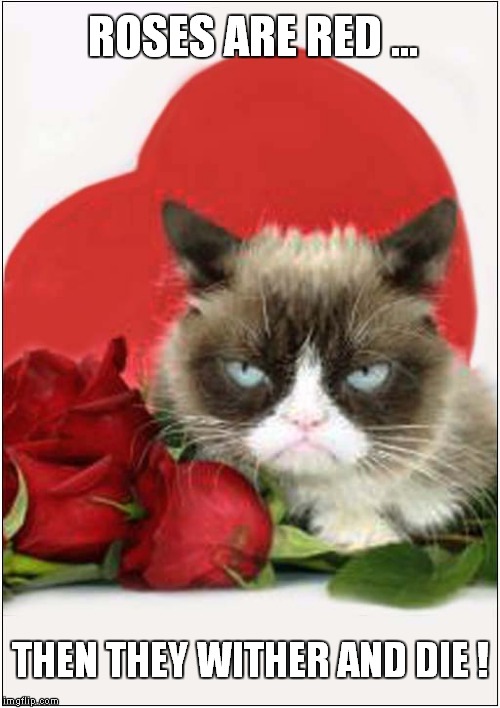grumpy cat valentine - Roses Are Red. Then They Wither And Die! imgflip.com