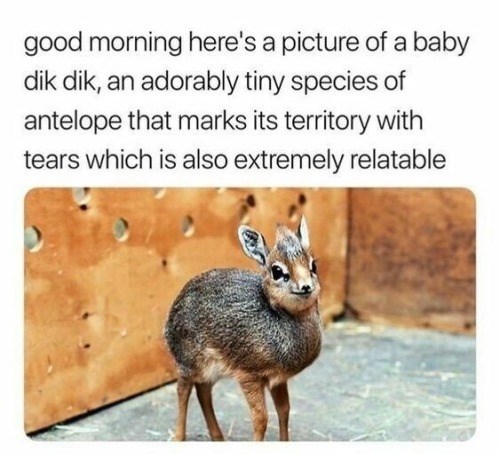 baby dik dik meme - good morning here's a picture of a baby dik dik, an adorably tiny species of antelope that marks its territory with tears which is also extremely relatable