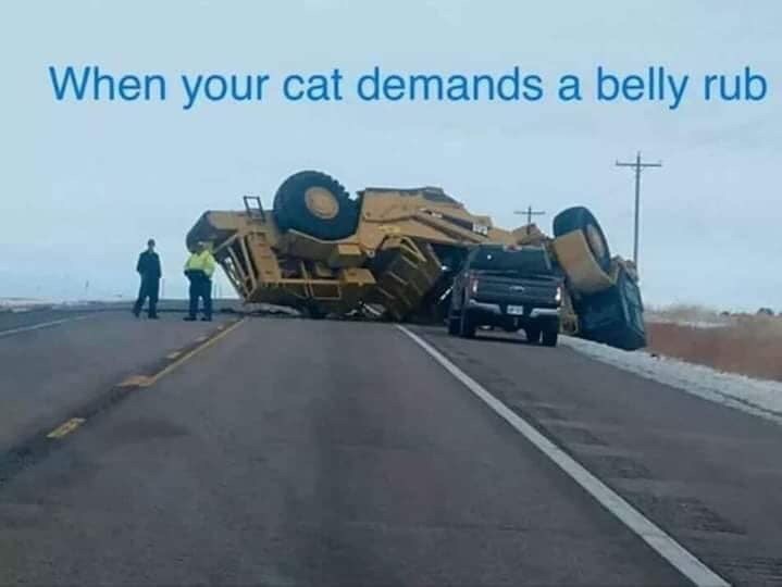 asphalt - When your cat demands a belly rub