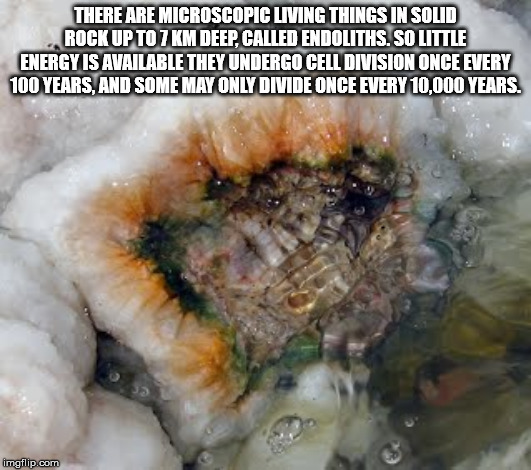 There Are Microscopic Living Things In Solid Rock Up To 7 Km Deep. Called Endoliths. Solittle Energy Is Available They Undergo Cell Division Once Every 100 Years, And Some May Only Divide Once Every 10,000 Years. imgflip.com