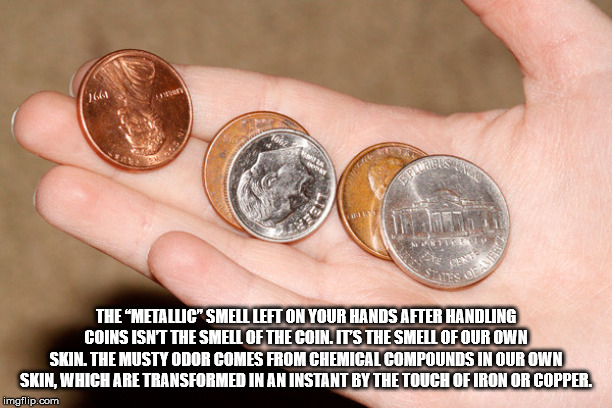 coins in a hand - The Metallic" Smell Left On Your Hands After Handling Coins Isnt The Smell Of The Coin. It'S The Smell Of Our Own Skin. The Musty Odor Comes From Chemical Compounds In Our Own Skin, Which Are Transformed In An Instant By The Touch Of Iro