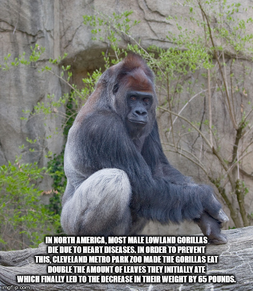 les Sa In North America, Most Male Lowland Gorillas Die Due To Heart Diseases. In Order To Prevent This Cleveland Metro Park Zoo Made The Gorillas Eat Double The Amount Of Leaves They Initially Ate Which Finally Led To The Decrease In Their Weight By 65…