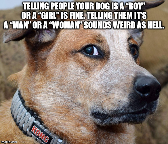 Telling People Your Dog Is A Boy" Or A Girl" Is Fine. Telling Them It'S A Man Or A Woman Sounds Weird As Hell. Kong imgflip.com