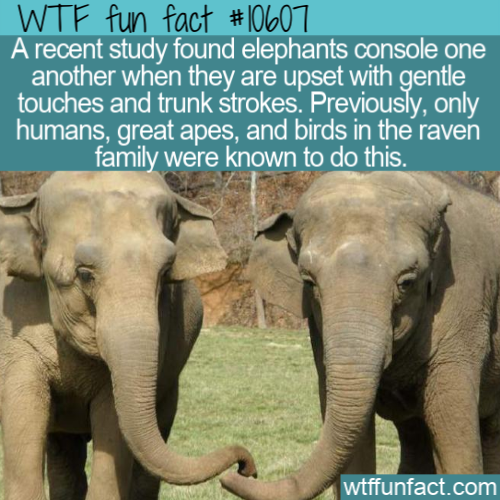 indian elephant - Wtf fun fact A recent study found elephants console one another when they are upset with gentle touches and trunk strokes. Previously, only humans, great apes, and birds in the raven family were known to do this. wtffunfact.com