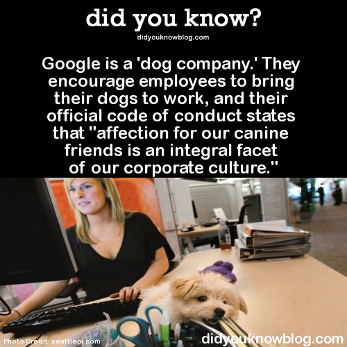 sloth fact - did you know? didyouknowblog.com Google is a 'dog company.' They encourage employees to bring their dogs to work, and their official code of conduct states that "affection for our canine friends is an integral facet of our corporate culture."