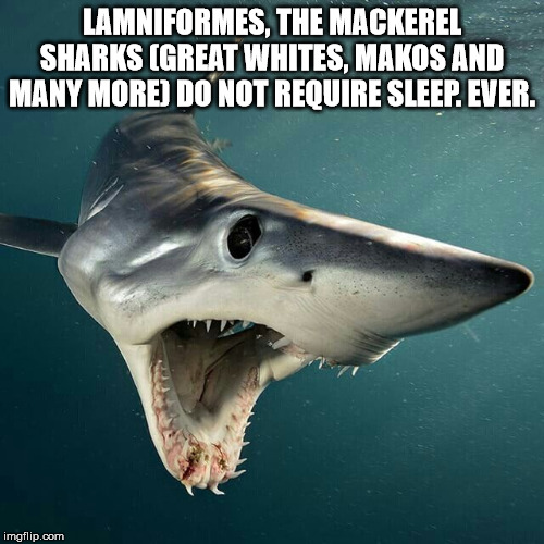 cotton - Lamniformes, The Mackerel Sharks Great Whites, Makos And Many More Do Not Require Sleep. Ever. imgflip.com