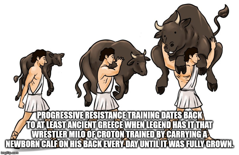 carrying a calf every day - Progressive Resistance Training Dates Back To At Least Ancient Greece When Legend Has It That A Wrestler Milo Of Croton Trained By Carrying A Newborn Calf On His Back Every Day Until It Was Fully Grown. imgilip.com