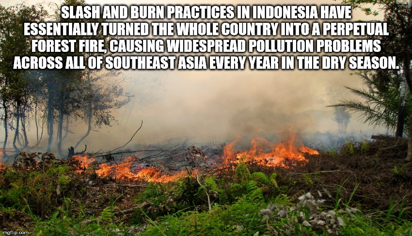 lobster guy - Slash And Burn Practices In Indonesia Have Essentially Turned The Whole Country Into A Perpetual Forest Fire Causing Widespread Pollution Problems Across All Of Southeast Asia Every Year In The Dry Season. imgflip.com