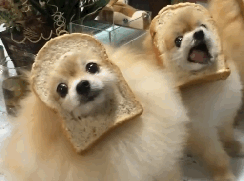 bread pomeranian