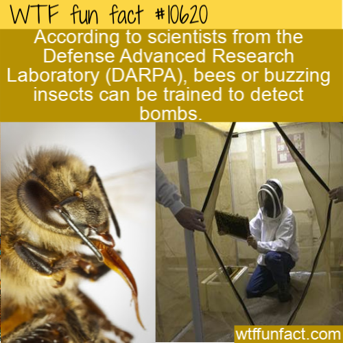 facts - membrane winged insect - Wtf fun fact According to scientists from the Defense Advanced Research Laboratory Darpa, bees or buzzing insects can be trained to detect bombs wtffunfact.com