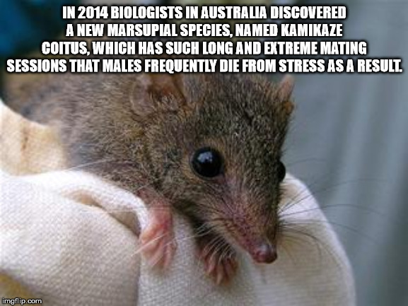 facts - brown antechinus - In 2014 Biologists In Australia Discovered A New Marsupial Species, Named Kamikaze Coitus, Which Has Such Long And Extreme Mating Sessions That Males Frequently Die From Stress As A Result. imgflip.com