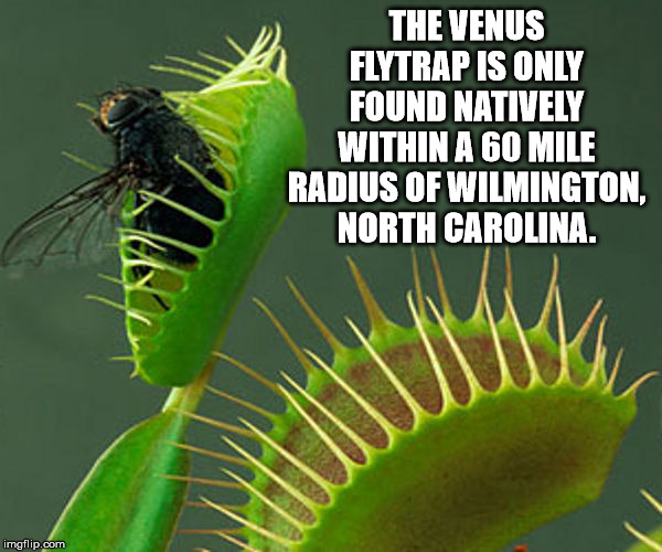 facts - The Venus Flytrap Is Only Found Natively Within A 60 Mile Radius Of Wilmington. North Carolina. imgflip.com