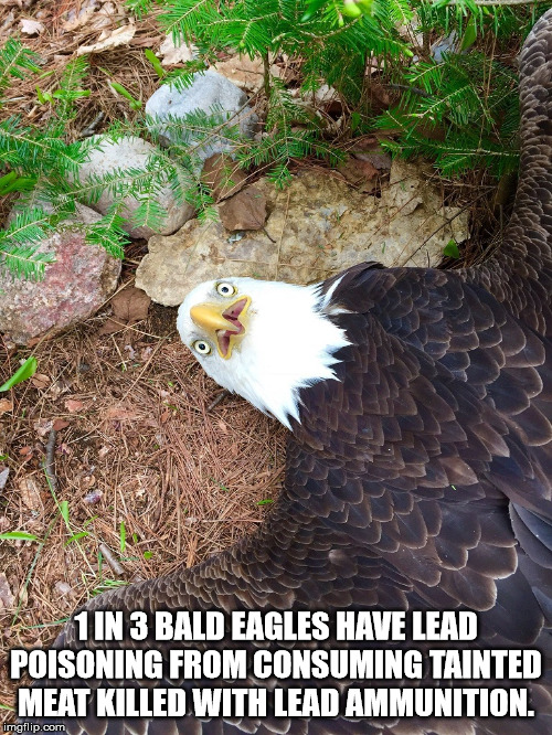 facts - can t believe it eagle - 1 In 3 Bald Eagles Have Lead Poisoning From Consuming Tainted Meat Killed With Lead Ammunition. imgflip.com