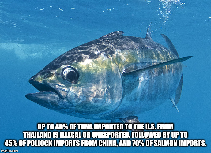 facts - she smells like cod - Up To 40% Of Tuna Imported To The U.S. From Thailand Is Illegal Or Unreported, ed By Up To 45% Of Pollock Imports From China, And 70% Of Salmon Imports. imgflip.com