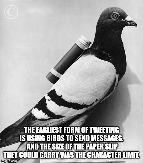 beak - The Earliest Form Of Tweeting Is Using Birds To Send Messages. And The Size Of The Paper Slip They Could Carry Was The Character Limit. imglup.com