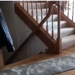 cat attacks dog on stairs