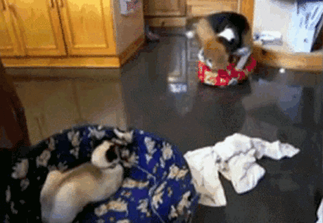 cat dog bed gif