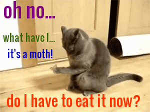 photo caption - oh no.. what have. it's a moth! do I have to eat it now?