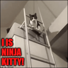 cat falling down bunk bed stairs gif - Iis Ninja Kitty! imgflip.com