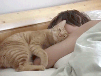 cat bed gif