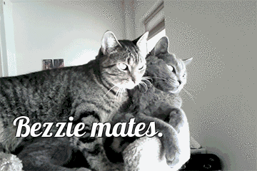cats cuddling gif - Bezzie mates.
